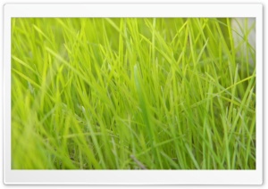 grass 4K UHD Wallpaper for Widescreen and UltraWide Desktop, UltraHD TV, Smartphone, Tablet