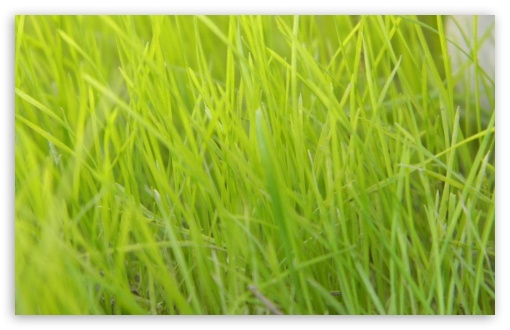grass UltraHD Wallpaper for UHD 16:9 ; HD 16:9 ; Widescreen 16:10 5:3 ; Fullscreen 4:3 ;