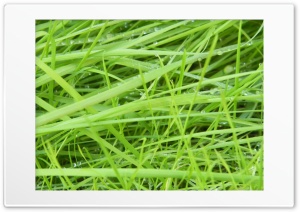 grass 4K UHD Wallpaper for Widescreen and UltraWide Desktop, UltraHD TV, Smartphone, Tablet