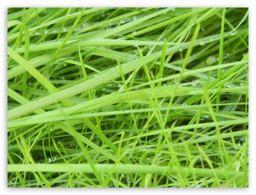 grass UltraHD Wallpaper for Fullscreen 4:3 ;