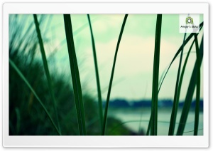 grass Ultra HD Wallpaper for 4K UHD Widescreen desktop, tablet & smartphone
