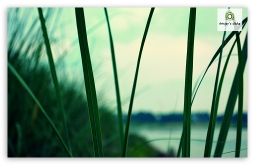 grass UltraHD Wallpaper for Widescreen 16:10 ;