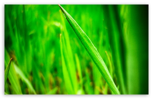 Grass UltraHD Wallpaper for Widescreen 16:10 ; Fullscreen 4:3 ;