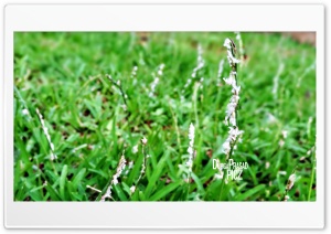 grass 4K UHD Wallpaper for Widescreen and UltraWide Desktop, UltraHD TV, Smartphone, Tablet