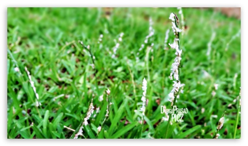 grass UltraHD Wallpaper for UHD 16:9 ; HD 16:9 ;