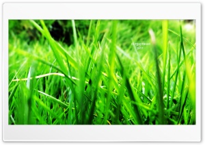 grass Ultra HD Wallpaper for 4K UHD Widescreen desktop, tablet & smartphone