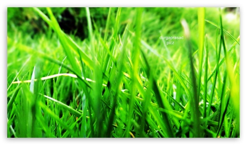 grass UltraHD Wallpaper for UHD 16:9 ; HD 16:9 ; Fullscreen 4:3 ;