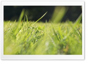 Grass 2 Ultra HD Wallpaper for 4K UHD Widescreen desktop, tablet & smartphone