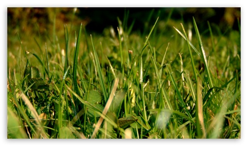 Grass UltraHD Wallpaper for HD 16:9 ;