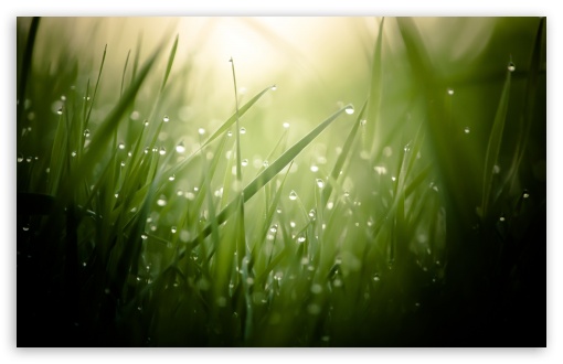 Grass UltraHD Wallpaper for HD 16:9 ; Widescreen 16:10 5:3 ; Fullscreen 4:3 5:4 3:2 ; Tablet 1:1 ; Mobile 3:5 3:4 ; Dual 4:3 5:4 ;