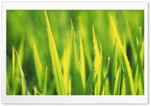 Grass 7 Ultra HD Wallpaper for 4K UHD Widescreen desktop, tablet & smartphone