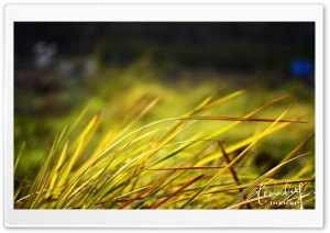 Grass_2 Ultra HD Wallpaper for 4K UHD Widescreen desktop, tablet & smartphone