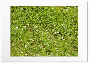 grass Ultra HD Wallpaper for 4K UHD Widescreen desktop, tablet & smartphone