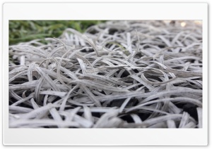 Grass 4K UHD Wallpaper for Widescreen and UltraWide Desktop, UltraHD TV, Smartphone, Tablet