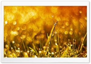Grass and Sun Ultra HD Wallpaper for 4K UHD Widescreen desktop, tablet & smartphone