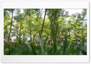 grass and trees 4K UHD Wallpaper for Widescreen and UltraWide Desktop, UltraHD TV, Smartphone, Tablet