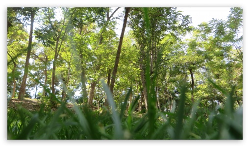 grass and trees UltraHD Wallpaper for UHD 16:9 ; HD 16:9 ;