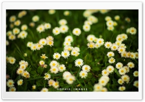 Grass and White Flowers Ultra HD Wallpaper for 4K UHD Widescreen desktop, tablet & smartphone
