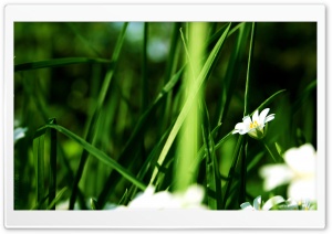 Grass And White Flowers Ultra HD Wallpaper for 4K UHD Widescreen desktop, tablet & smartphone