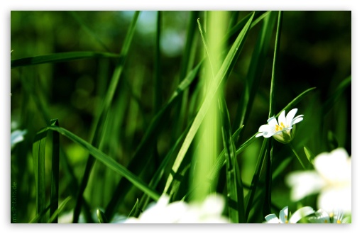 Grass And White Flowers UltraHD Wallpaper for 8K UHD TV 16:9 Ultra High Definition 2160p 1440p 1080p 900p 720p ; Widescreen 16:10 5:3 WHXGA WQXGA WUXGA WXGA WGA ; Fullscreen 4:3 5:4 3:2 UXGA XGA SVGA QSXGA SXGA DVGA HVGA HQVGA ( Apple PowerBook G4 iPhone 4 3G 3GS iPod Touch ) ; Tablet 1:1 ; Mobile 3:5 3:4 - ;