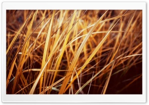 Grass Autumn Ultra HD Wallpaper for 4K UHD Widescreen desktop, tablet & smartphone