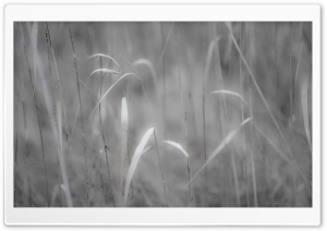 Grass Black And White Ultra HD Wallpaper for 4K UHD Widescreen desktop, tablet & smartphone