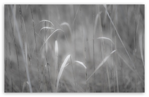 Grass Black And White UltraHD Wallpaper for Wide 16:10 5:3 Widescreen WHXGA WQXGA WUXGA WXGA WGA ; 8K UHD TV 16:9 Ultra High Definition 2160p 1440p 1080p 900p 720p ; UHD 16:9 2160p 1440p 1080p 900p 720p ; Standard 4:3 5:4 3:2 Fullscreen UXGA XGA SVGA QSXGA SXGA DVGA HVGA HQVGA ( Apple PowerBook G4 iPhone 4 3G 3GS iPod Touch ) ; Tablet 1:1 ; iPad 1/2/Mini ; Mobile 4:3 5:3 3:2 16:9 5:4 - UXGA XGA SVGA WGA DVGA HVGA HQVGA ( Apple PowerBook G4 iPhone 4 3G 3GS iPod Touch ) 2160p 1440p 1080p 900p 720p QSXGA SXGA ;