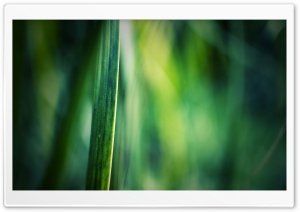 Grass Blade, Bokeh Ultra HD Wallpaper for 4K UHD Widescreen desktop, tablet & smartphone