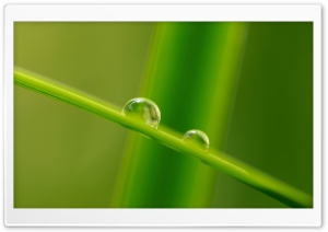 Grass Blade Macro Ultra HD Wallpaper for 4K UHD Widescreen desktop, tablet & smartphone