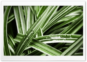 Grass Blades Ultra HD Wallpaper for 4K UHD Widescreen desktop, tablet & smartphone