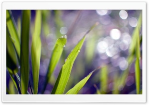 Grass Blades Bokeh Ultra HD Wallpaper for 4K UHD Widescreen desktop, tablet & smartphone