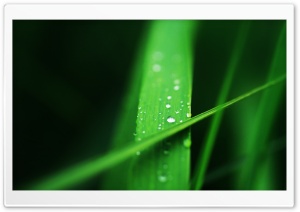 Grass Blades Macro Ultra HD Wallpaper for 4K UHD Widescreen desktop, tablet & smartphone