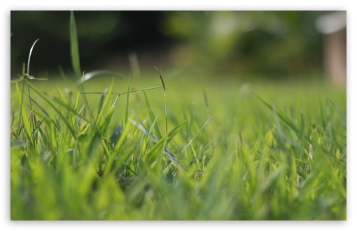 Grass Blur UltraHD Wallpaper for UHD 16:9 2160p 1440p 1080p 900p 720p ; 8K UHD TV 16:9 Ultra High Definition 2160p 1440p 1080p 900p 720p ; Widescreen 16:10 5:3 WHXGA WQXGA WUXGA WXGA WGA ; Fullscreen 3:2 DVGA HVGA HQVGA ( Apple PowerBook G4 iPhone 4 3G 3GS iPod Touch ) ;