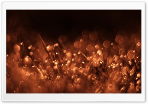 Grass Bokeh Ultra HD Wallpaper for 4K UHD Widescreen desktop, tablet & smartphone