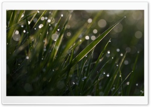 Grass Bokeh Macro Ultra HD Wallpaper for 4K UHD Widescreen desktop, tablet & smartphone