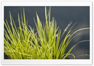 Grass Bundle Ultra HD Wallpaper for 4K UHD Widescreen desktop, tablet & smartphone