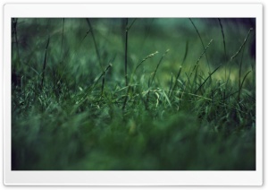 Grass Close Up Ultra HD Wallpaper for 4K UHD Widescreen desktop, tablet & smartphone