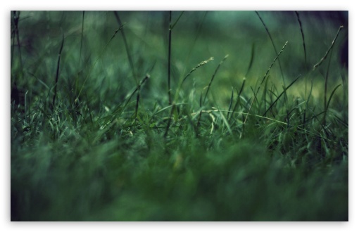 Grass Close Up UltraHD Wallpaper for HD 16:9 ; Widescreen 16:10 5:3 ; Fullscreen 4:3 5:4 3:2 ; Tablet 1:1 ; Mobile 3:5 3:4 ;