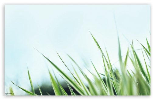 Grass Close Up UltraHD Wallpaper for 8K UHD TV 16:9 Ultra High Definition 2160p 1440p 1080p 900p 720p ; Widescreen 16:10 5:3 WHXGA WQXGA WUXGA WXGA WGA ; Fullscreen 4:3 5:4 3:2 UXGA XGA SVGA QSXGA SXGA DVGA HVGA HQVGA ( Apple PowerBook G4 iPhone 4 3G 3GS iPod Touch ) ; Tablet 1:1 ; Mobile 3:5 3:4 - ; Dual 16:10 5:3 16:9 4:3 5:4 WHXGA WQXGA WUXGA WXGA WGA 2160p 1440p 1080p 900p 720p UXGA XGA SVGA QSXGA SXGA ;