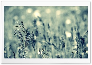 Grass, Cloudy Day Ultra HD Wallpaper for 4K UHD Widescreen desktop, tablet & smartphone