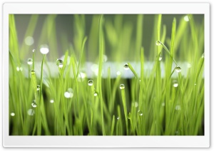 Grass Dew Ultra HD Wallpaper for 4K UHD Widescreen desktop, tablet & smartphone