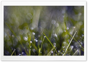 Grass Dew Bokeh Ultra HD Wallpaper for 4K UHD Widescreen desktop, tablet & smartphone