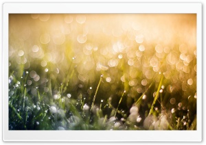 Grass Dew, Bokeh Ultra HD Wallpaper for 4K UHD Widescreen desktop, tablet & smartphone