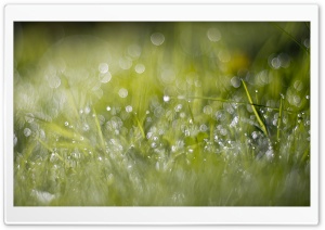Grass Dew Bokeh Ultra HD Wallpaper for 4K UHD Widescreen desktop, tablet & smartphone