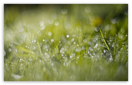 Grass Dew Bokeh UltraHD Wallpaper for Wide 16:10 5:3 Widescreen WHXGA WQXGA WUXGA WXGA WGA ; 8K UHD TV 16:9 Ultra High Definition 2160p 1440p 1080p 900p 720p ; UHD 16:9 2160p 1440p 1080p 900p 720p ; Standard 4:3 5:4 3:2 Fullscreen UXGA XGA SVGA QSXGA SXGA DVGA HVGA HQVGA ( Apple PowerBook G4 iPhone 4 3G 3GS iPod Touch ) ; Smartphone 5:3 WGA ; Tablet 1:1 ; iPad 1/2/Mini ; Mobile 4:3 5:3 3:2 16:9 5:4 - UXGA XGA SVGA WGA DVGA HVGA HQVGA ( Apple PowerBook G4 iPhone 4 3G 3GS iPod Touch ) 2160p 1440p 1080p 900p 720p QSXGA SXGA ; Dual 5:4 QSXGA SXGA ;