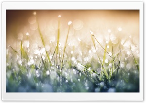 Grass Dew Bokeh Close up Ultra HD Wallpaper for 4K UHD Widescreen desktop, tablet & smartphone