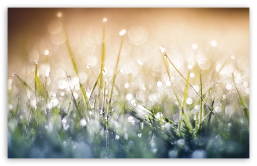 Grass Dew Bokeh Close up UltraHD Wallpaper for Wide 16:10 5:3 Widescreen WHXGA WQXGA WUXGA WXGA WGA ; 8K UHD TV 16:9 Ultra High Definition 2160p 1440p 1080p 900p 720p ; UHD 16:9 2160p 1440p 1080p 900p 720p ; Standard 4:3 5:4 3:2 Fullscreen UXGA XGA SVGA QSXGA SXGA DVGA HVGA HQVGA ( Apple PowerBook G4 iPhone 4 3G 3GS iPod Touch ) ; Smartphone 5:3 WGA ; Tablet 1:1 ; iPad 1/2/Mini ; Mobile 4:3 5:3 3:2 16:9 5:4 - UXGA XGA SVGA WGA DVGA HVGA HQVGA ( Apple PowerBook G4 iPhone 4 3G 3GS iPod Touch ) 2160p 1440p 1080p 900p 720p QSXGA SXGA ;