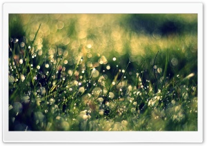 Grass Dew, Close Up Ultra HD Wallpaper for 4K UHD Widescreen desktop, tablet & smartphone