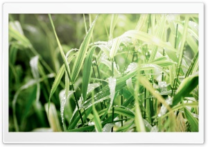 Grass Dew, Macro Ultra HD Wallpaper for 4K UHD Widescreen desktop, tablet & smartphone