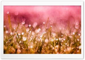 Grass Drops and Bokeh Ultra HD Wallpaper for 4K UHD Widescreen desktop, tablet & smartphone